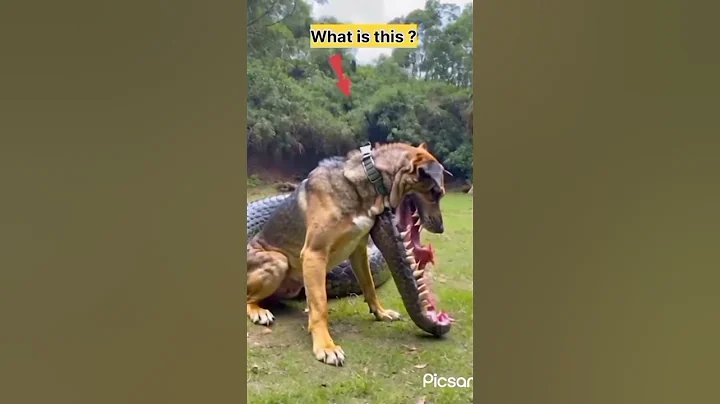 Dog with crocodile mouth#shortsfeed#animals#whatisthis#crocodile#dog