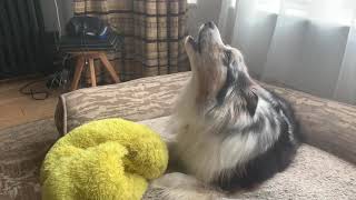 Australian Shepherd Howling