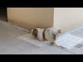 Cómo ENTRENAR a un PERRO a ir al BAÑO en un MISMO SITIO | La Casita de los Shih Tzu