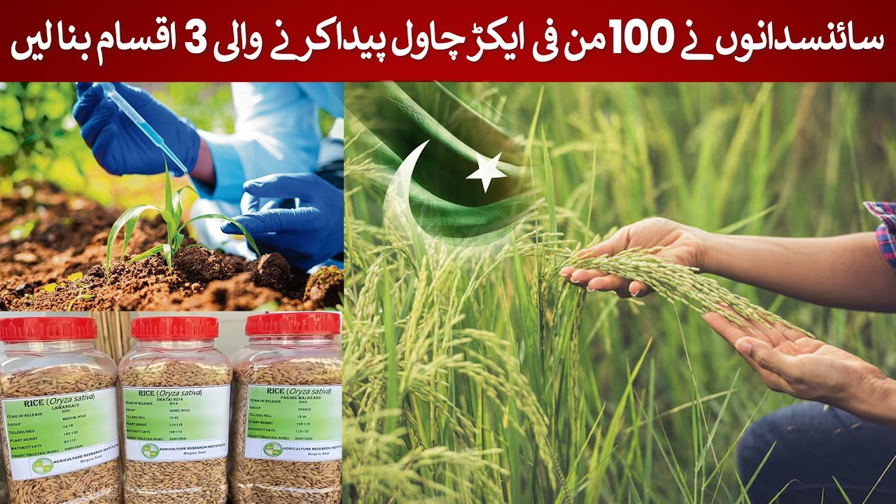Scientists Develop Super Rice Yielding 100 Tons Per Acre – Farming Revolution Begins!| Rich Pakistan