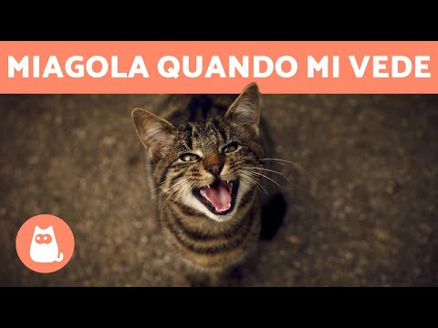 Video: Perché I Gatti Miagolano: 10 Motivi