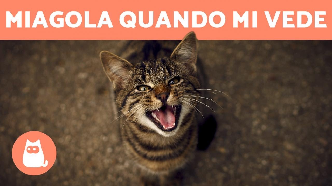 Gatto che miagola QUANDO TI VEDE - 7 motivi - YouTube