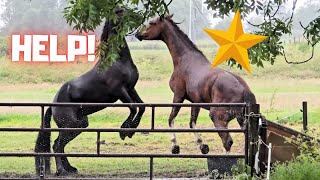 Download Lagu Rising Teije Rein | Arm gebroken | Ik heb je hulp nodig! | Friese paarden MP3 Download Lagu Rising Teije Rein | Arm gebroken | Ik heb je hulp nodig! | Friese paarden MP3