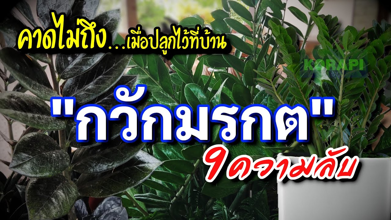 ต้นไม้มงคล กวักมรกต (Zanzibar Gem) 9ความลับ ไม้มงคล ว่านมงคล ยอดฮิต เสริมดวงเรียกทรัพย์ ฟอกอากาศ
