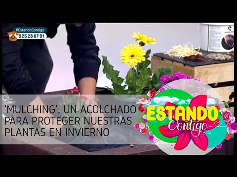 Video: Protección de mantillo de invierno - ¿Debería cubrir las plantas con mantillo en invierno?