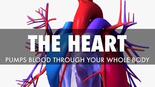 10 Fascinating Facts About the Heart | Must-Know Heart Health Info! PART TWO 10 Fascinating Facts About the Heart | Must-Know Heart Health Info! PART TWO