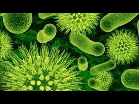 Video: Componenti Di Superficie E Metaboliti Dei Probiotici Per La Regolazione Della Barriera Epiteliale Intestinale