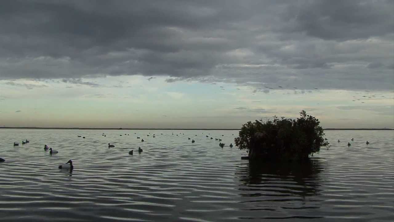 Duck hunt on the coast of Texas 