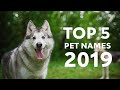 The Top Pet Names of 2019 | Rover.com