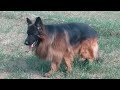 World Best Quality Long Coat German Shepherd Dogs | GSD Long Coat | German Shepherd