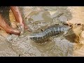 สุดมันส์..ฟัดกับฝูงชะโดยักษ์อย่างดุเดือด-Battle giant snakehead fish a lot on mud