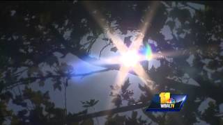 1 dog dead, 1 rescued after being found in hot car
