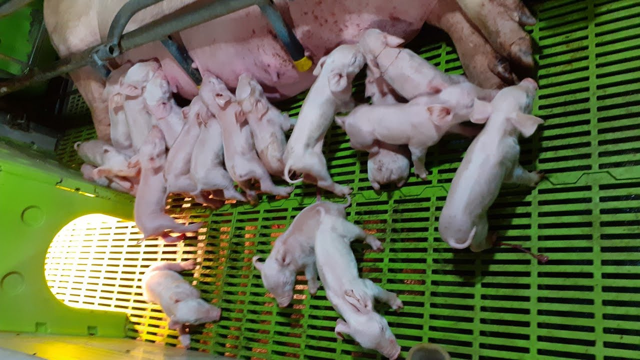 Bí quyết giúp heo nái đẻ sai