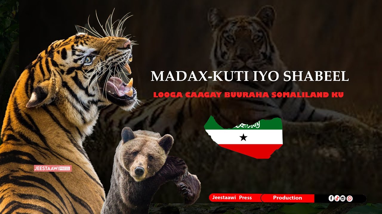 MADAX-KUTI IYO SHABEEL LOOGA CAAGAY BUURAHA SOMALILAND KU YAALA