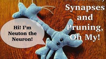 Neurons, Synapses and Pruning Oh My!