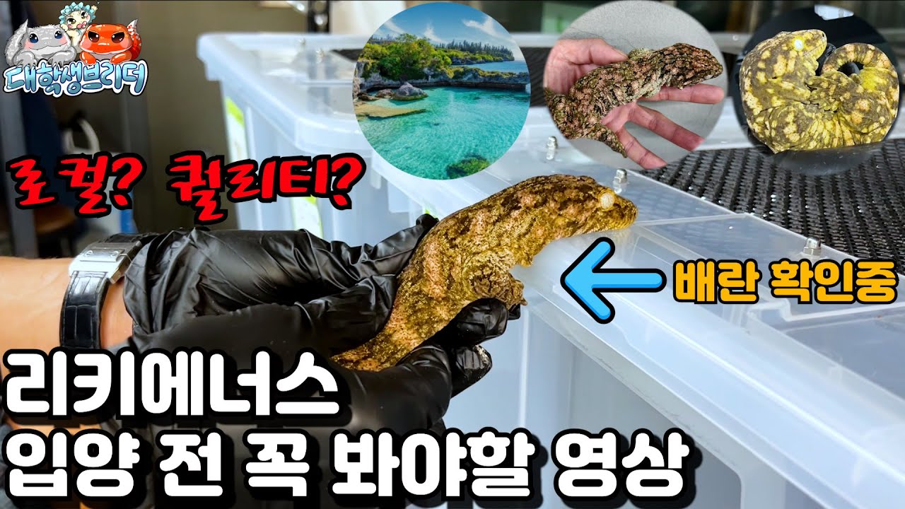 [EN]누구도 알려주지 않았던 리키에너스게코 꿀팁!  ft.배란 확인법, 아일랜드편 About leachianus gecko