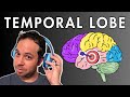 The temporal lobe  location and function