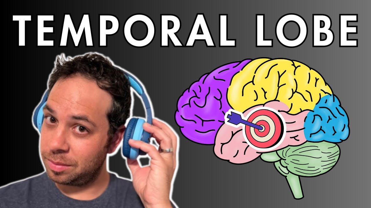 Are There 2 Temporal Lobes?