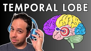 The Temporal Lobe - Location and Function by Psych Explained 58,299 views 2 years ago 14 minutes, 7 seconds