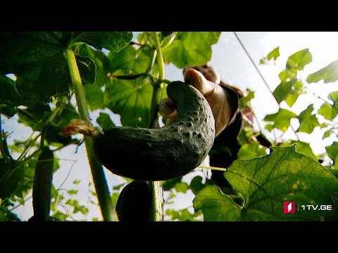 #ახალიკვირა ფერმერების ხელშეწყობა