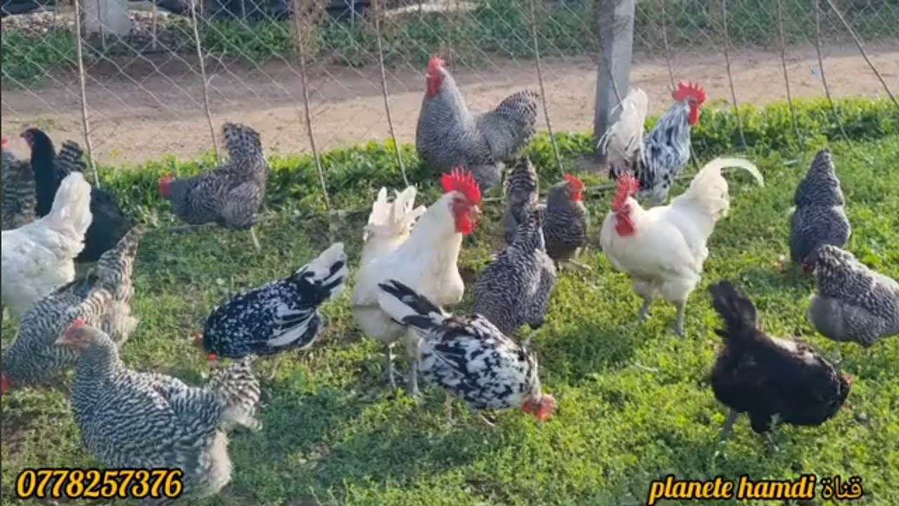 إعادة زيارة إلى مزرعة دجاج البيض واللحم والزينة مع معلومات جديدة فرجة ممتعة 2/1/2024