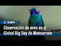 Observación de aves en el Global Big Day de Monserrate | El Tiempo