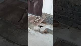 || Mast video # funny video ?# Billi dikhe to kutta bhoke #@ Hariyanvi bhajan mala