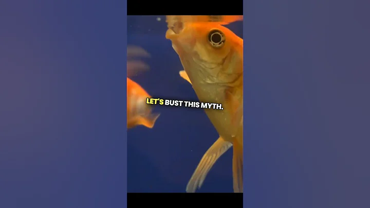 Do Goldfish Really Have a 3-Second Memory? Myth Busted!