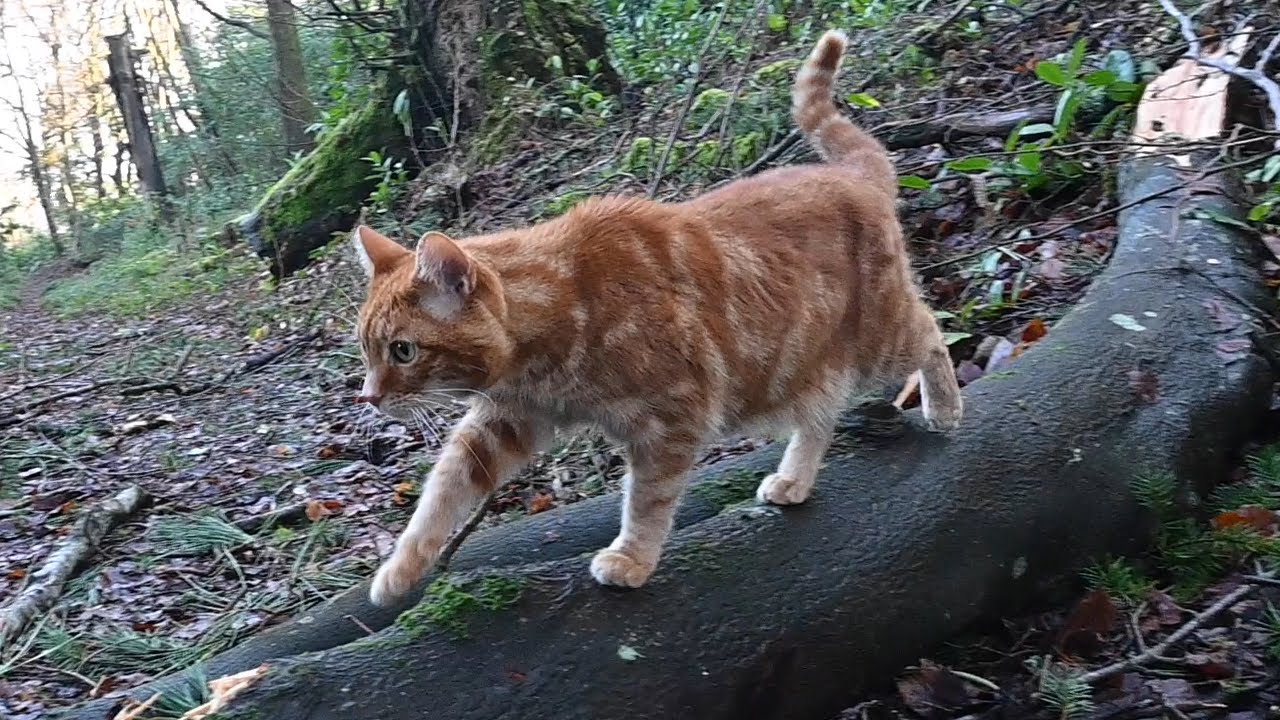 Danny inspects the woodland after storm Goretti 