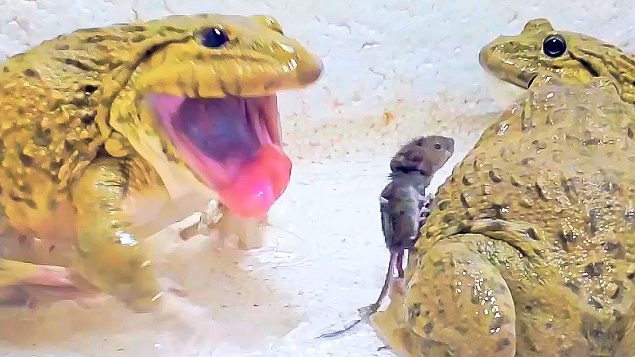 Asian Bullfrog Eats Many Baby Mouse! Asian Bullfrog Live Feeding - YouTube