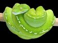 Australian green tree pythons  crittacam