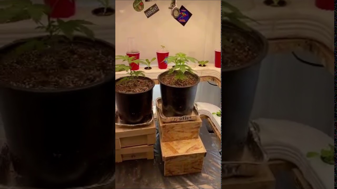 Growing indoors Kush ( Canada 🇨🇦 )