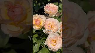 Moonlight in Paris Second Spring Flush #rose#rosegarden#gardening #gardenflowers#rosegardening