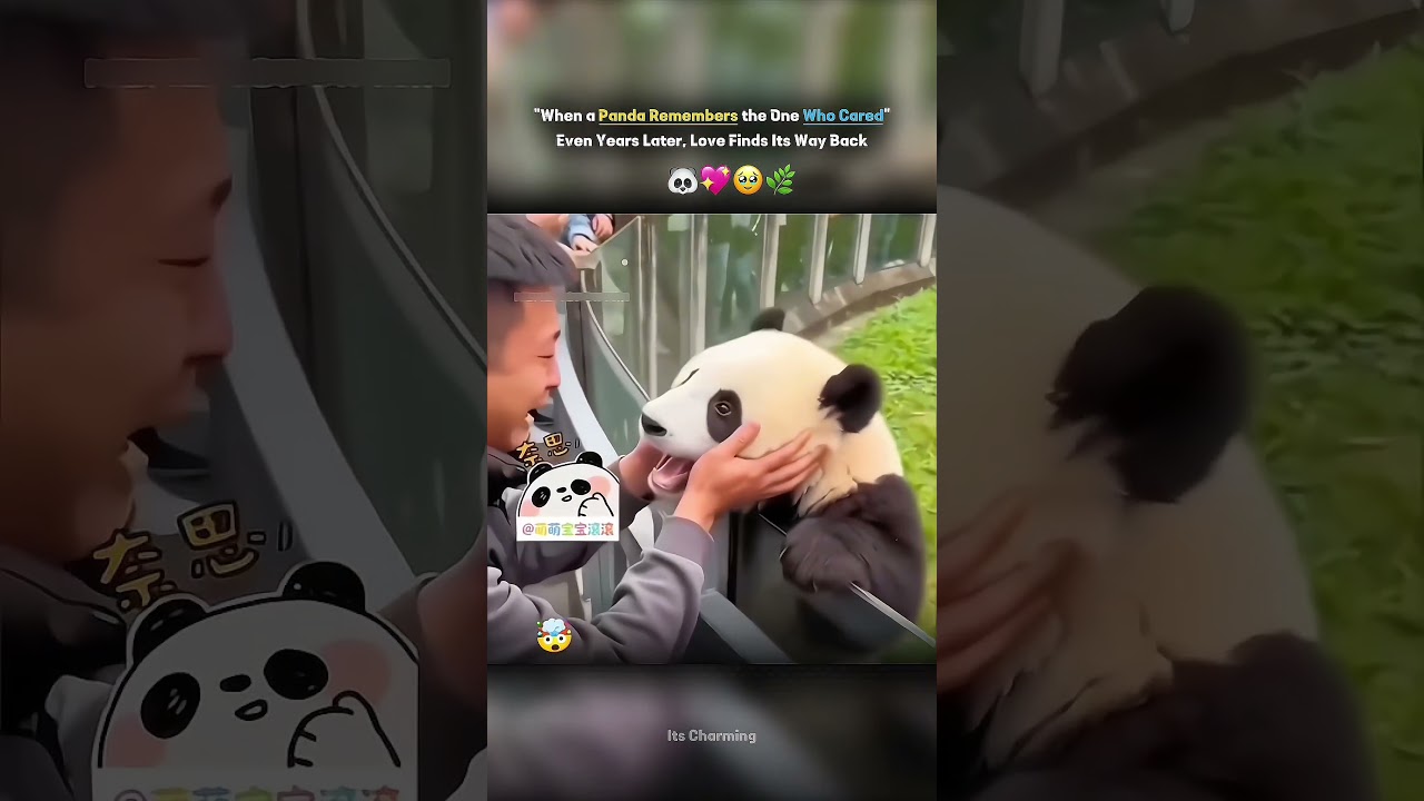 When a Panda Remembers the One Who Cared — Even Years Later, Love Finds Its Way Back ❤️🐼✨