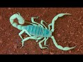 GLOWING SCORPIONS