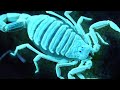 GLOWING SCORPIONS