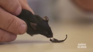 scaring scorpions makes them more venomous