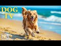 Dog tv vido antianxit et antiennui avec musique pour chien  toute nouvelle exprience da