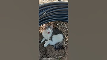 Thumbnail of I went outside for a walk and sang a song.🎶🎶🪩🪩 #cat #dooge #shortvideo #cattyrobo #kitten #cute