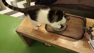 Klepto Cat Tries to Steal Food in Cafe