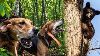 We Caught a BEAR and Let Him Go!! Hound Hunting