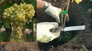 Comment faire la plantation d'une vigne ?