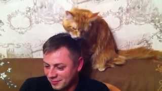 Как кот любит своего хозяина! Как кот любит своего хозяина!