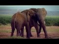 Animal Action Education-Elephants Never Forget (English Version)