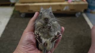 Degu leaning back and eating food