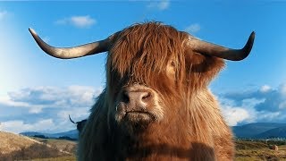 Highland Cattle  Scottish Highlands.