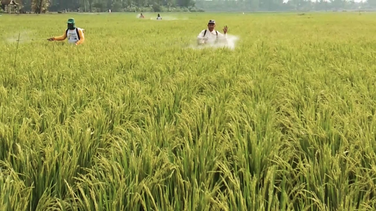 Viral petani puas panen padi sampai 10 ton - YouTube