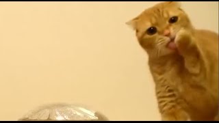Смешное Видео Приколы про Кошек №3 Декабрь 2015 Смешное Видео Приколы про Кошек №3 Декабрь 2015