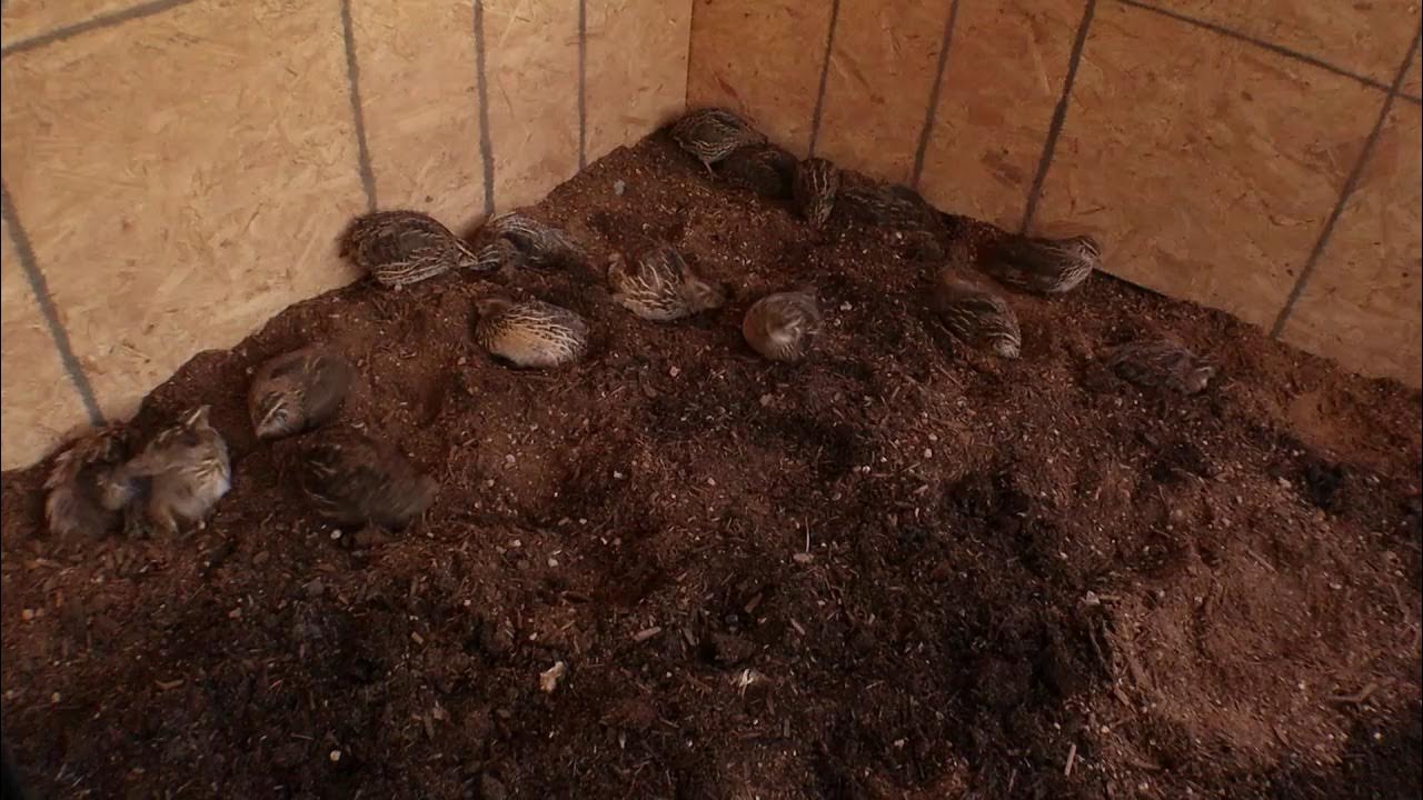 What I use as bedding in my quail coop YouTube