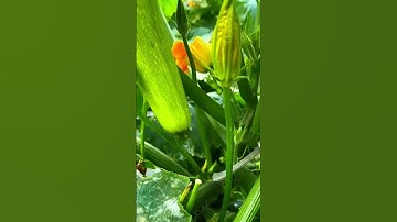 harvest cucumbers that satisfy smart planting results #shorts #farming #agriculture #satisfying
